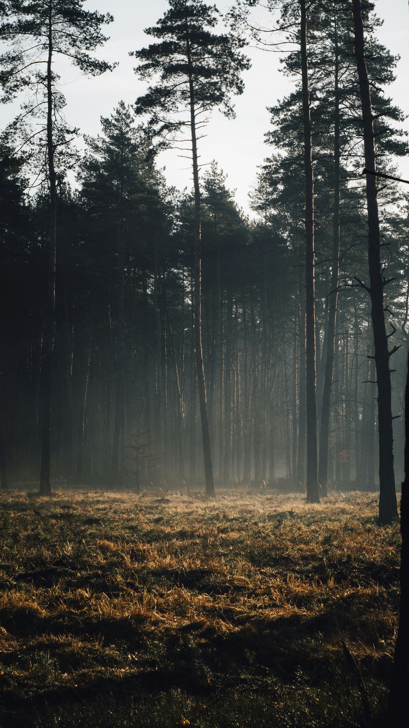 Tall pines in morning mist above a sunlit forest meadow